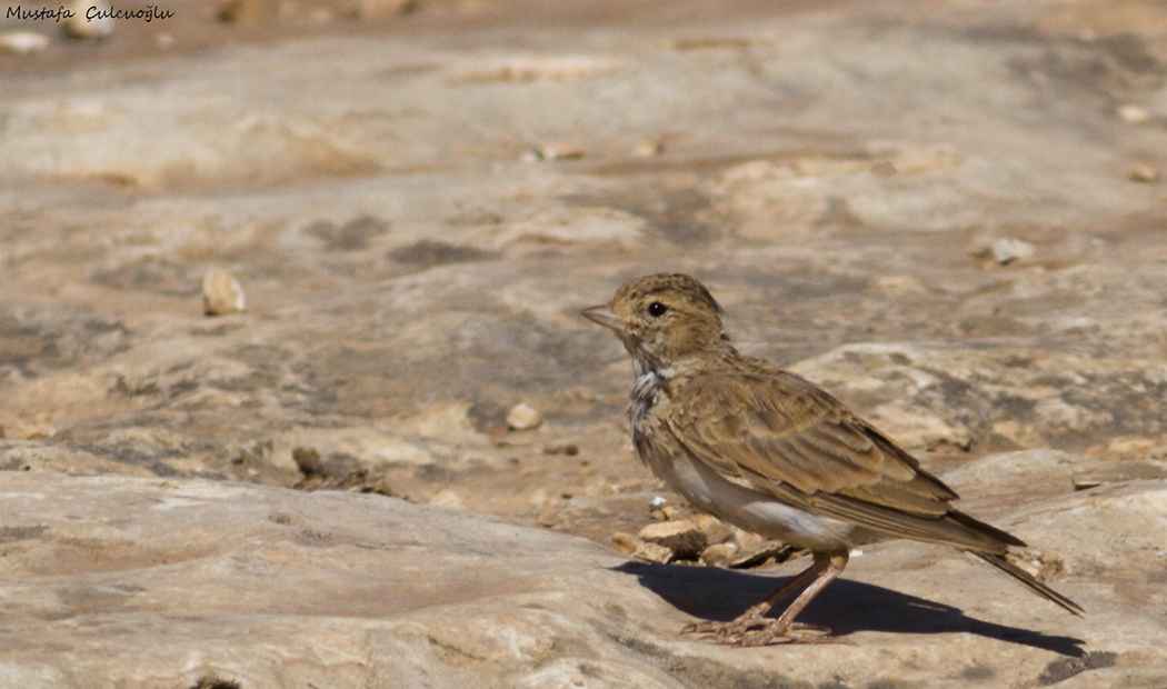 Lesser Short-toed Lark